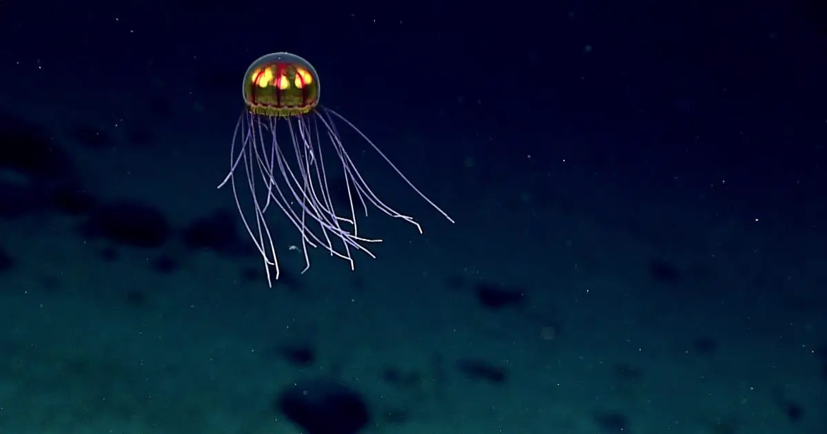 Environmental Justice Foundation - La décision de la Norvège d'aller de l'avant... 4 Environmental Justice Foundation - La décision de la Norvège d'aller de l'avant... - 3