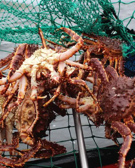 La Norvège confirme une forte réduction de son quota de crabe royal pour 2024, alors que les prix sont à la hausse 103 La Norvège confirme une forte réduction de son quota de crabe royal pour 2024, alors que les prix sont à la hausse - 102