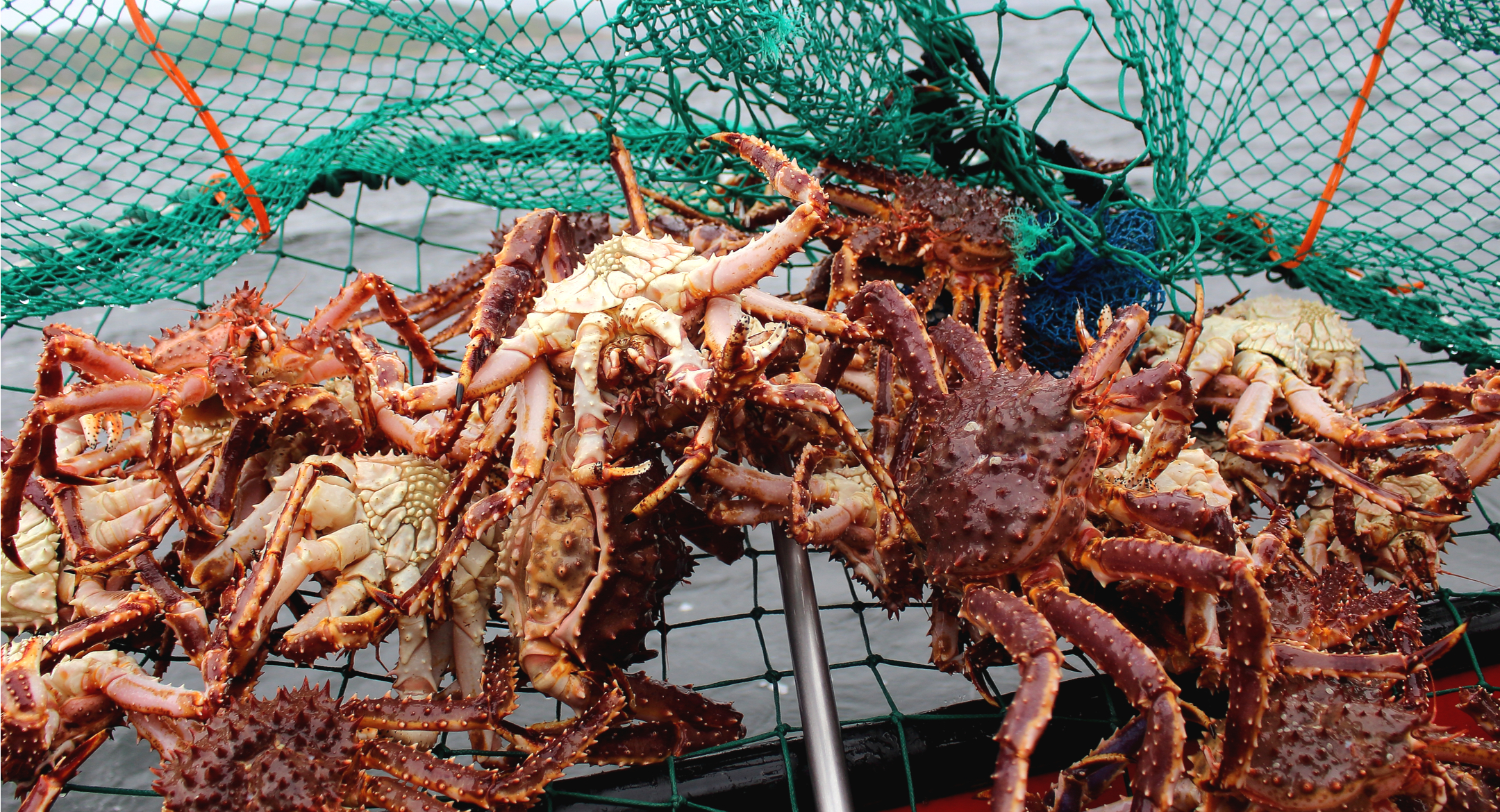 La Norvège confirme une forte réduction de son quota de crabe royal pour 2024, alors que les prix sont à la hausse 4 La Norvège confirme une forte réduction de son quota de crabe royal pour 2024, alors que les prix sont à la hausse - 3