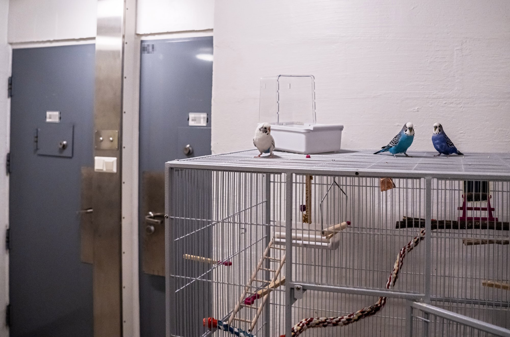 Anders Breivik is allowed to keep three budgerigars as pets who fly freely. Photo: AFP Le tueur de masse norvégien Anders Breivik demande la levée de l'isolement carcéral, invoquant une violation des droits de l'homme - 7