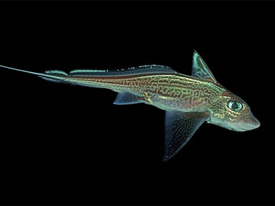L'approbation par la Norvège de l'exploitation minière des fonds marins sape les efforts déployés pour protéger les océans 14 L'approbation par la Norvège de l'exploitation minière des fonds marins sape les efforts déployés pour protéger les océans - 13