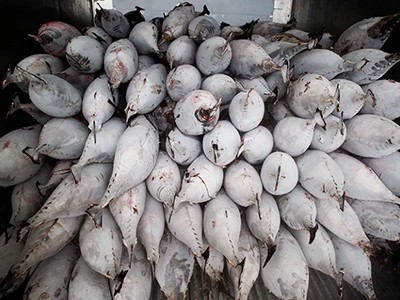L'approbation par la Norvège de l'exploitation minière des fonds marins sape les efforts déployés pour protéger les océans 16 L'approbation par la Norvège de l'exploitation minière des fonds marins sape les efforts déployés pour protéger les océans - 15