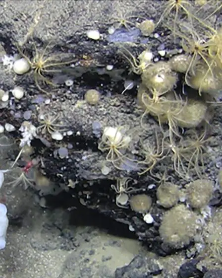 La Norvège défie les avertissements des scientifiques avec une première exploitation minière des fonds marins 5 La Norvège défie les avertissements des scientifiques avec une première exploitation minière des fonds marins - 4