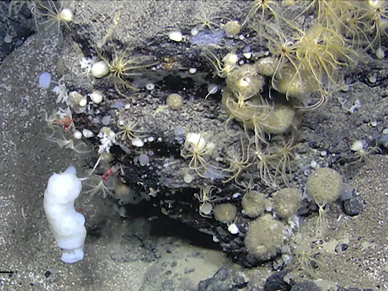 La Norvège défie les avertissements des scientifiques avec une première exploitation minière des fonds marins 4 La Norvège défie les avertissements des scientifiques avec une première exploitation minière des fonds marins - 3