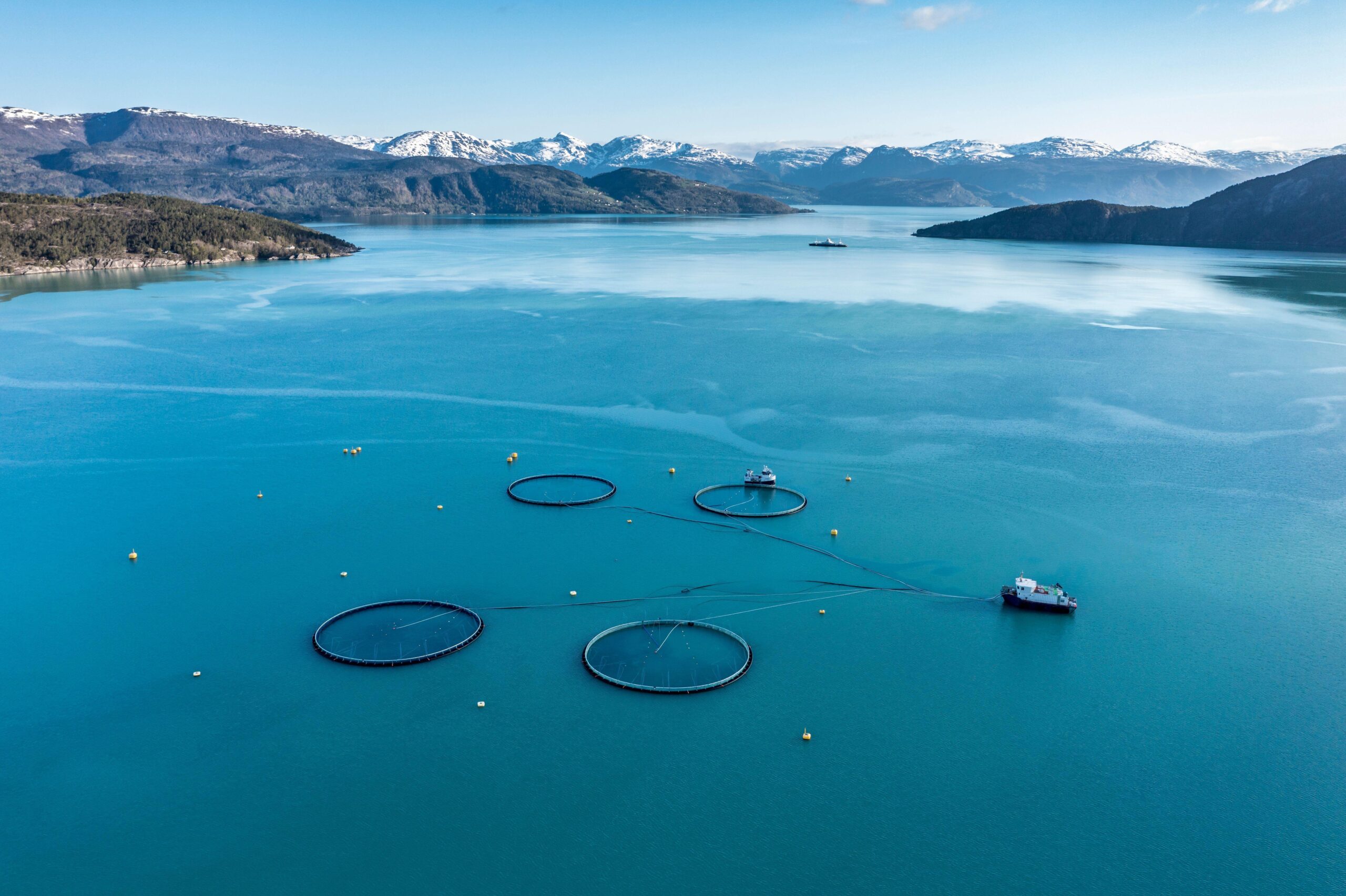L'industrie norvégienne du saumon d'élevage accusée de "colonialisme alimentaire" dans un nouveau rapport - 112