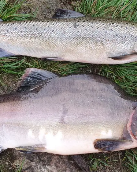 S'attaquer à l'avenir du saumon rose de Norvège 5 S'attaquer à l'avenir du saumon rose de Norvège - 4