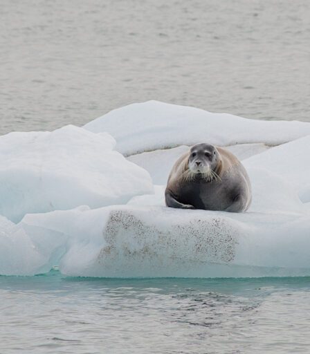 Le Parlement européen désapprouve les projets d'exploitation minière en eaux profondes de la Norvège 24 Le Parlement européen désapprouve les projets d'exploitation minière en eaux profondes de la Norvège - 23