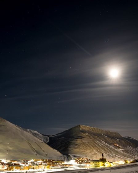 Les chats sont interdits dans la ville de Longyearbyen, en Norvège ? 2 Les chats sont interdits dans la ville de Longyearbyen, en Norvège ? - 1