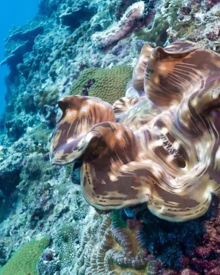 Des huîtres sentinelles surveillent désormais les écosystèmes aquatiques en Espagne, en Norvège et en Polynésie 2 Des huîtres sentinelles surveillent désormais les écosystèmes aquatiques en Espagne, en Norvège et en Polynésie - 1
