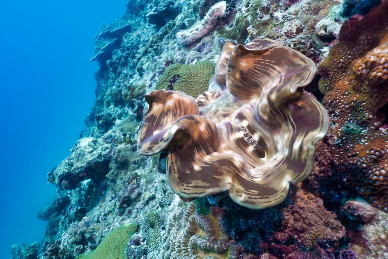 Des huîtres sentinelles surveillent désormais les écosystèmes aquatiques en Espagne, en Norvège et en Polynésie - 100