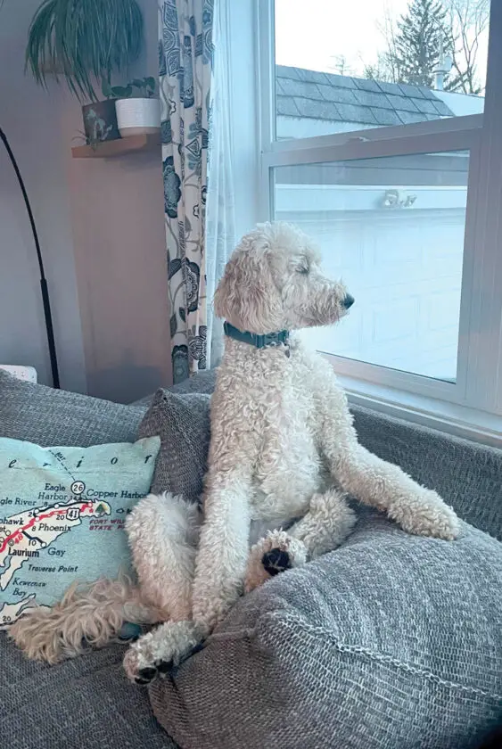 L'animal de compagnie de l'enseignant : La Norvège ajoute un nouveau membre au personnel de soutien de l'école | News, Sports, Jobs 14 L'animal de compagnie de l'enseignant : La Norvège ajoute un nouveau membre au personnel de soutien de l'école | News, Sports, Jobs - 13