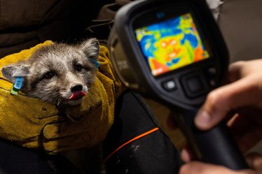 La Norvège donne un coup de pouce aux renards de l'Arctique dans un contexte climatique difficile | Climat - 8