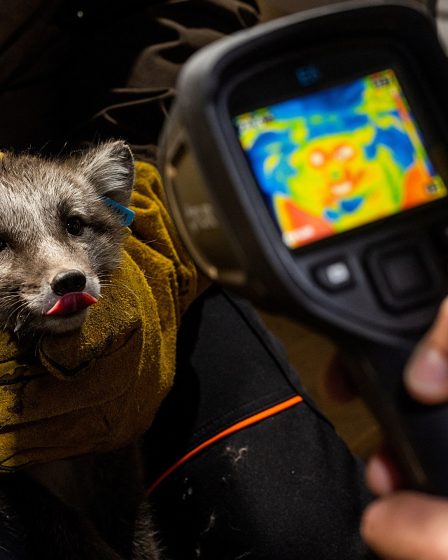 La Norvège donne un coup de pouce aux renards de l'Arctique dans un contexte climatique difficile | Climat 30 La Norvège donne un coup de pouce aux renards de l'Arctique dans un contexte climatique difficile | Climat - 29