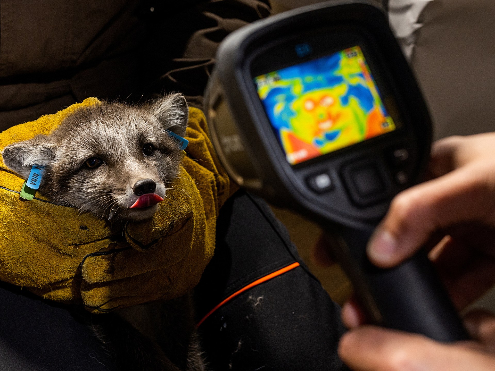 La Norvège donne un coup de pouce aux renards de l'Arctique dans un contexte climatique difficile | Climat 4 La Norvège donne un coup de pouce aux renards de l'Arctique dans un contexte climatique difficile | Climat - 3