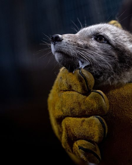 La Norvège donne un coup de pouce aux renards arctiques dans un contexte climatique difficile 2 La Norvège donne un coup de pouce aux renards arctiques dans un contexte climatique difficile - 1