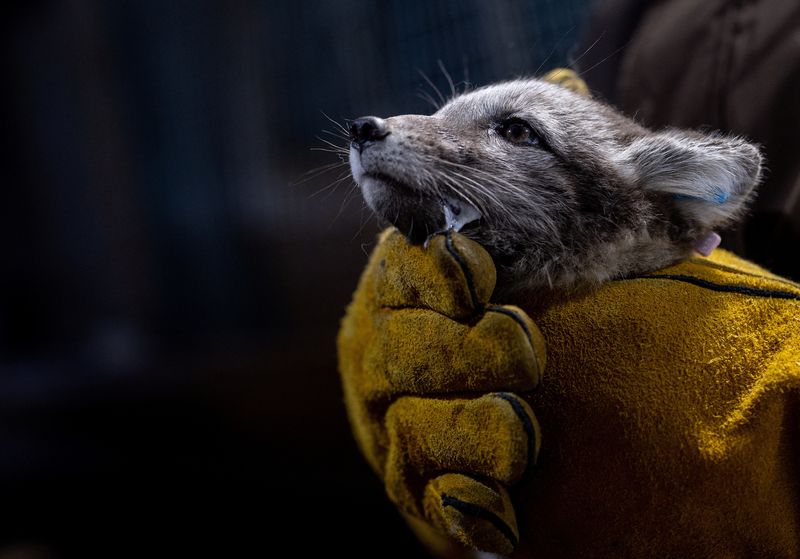 La Norvège donne un coup de pouce aux renards arctiques dans un contexte climatique difficile 4 La Norvège donne un coup de pouce aux renards arctiques dans un contexte climatique difficile - 3
