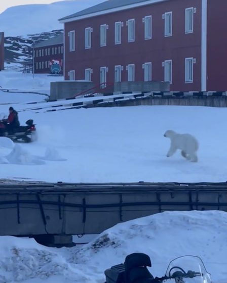 Une vidéo montre un homme dépassant un ours polaire en motoneige au Svalbard, en Norvège. 20 Une vidéo montre un homme dépassant un ours polaire en motoneige au Svalbard, en Norvège. - 19