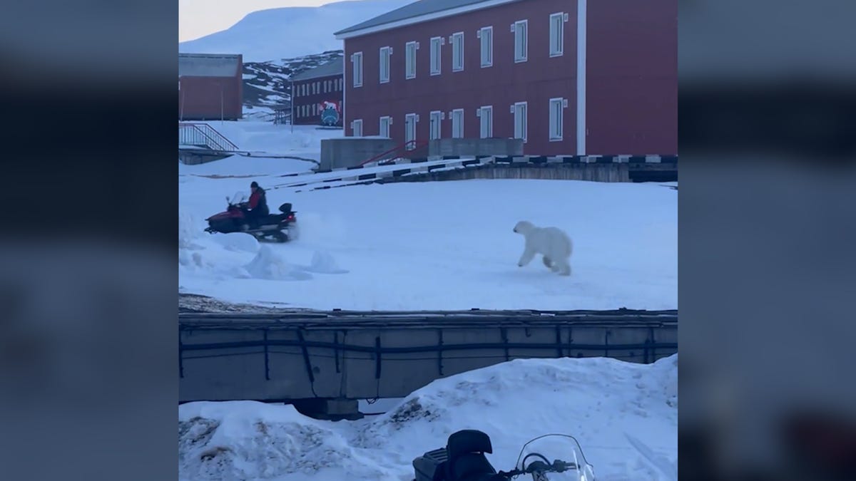 Une vidéo montre un homme dépassant un ours polaire en motoneige au Svalbard, en Norvège. 6 Une vidéo montre un homme dépassant un ours polaire en motoneige au Svalbard, en Norvège. - 5