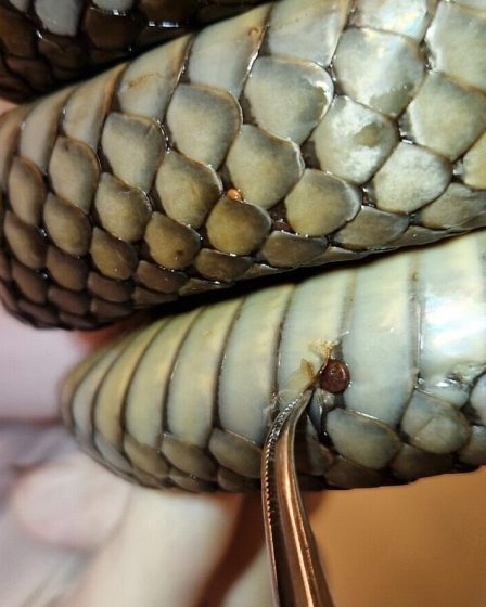 Chasse au champignon mortel pour les serpents en Norvège et en Suède 2 Chasse au champignon mortel pour les serpents en Norvège et en Suède - 1