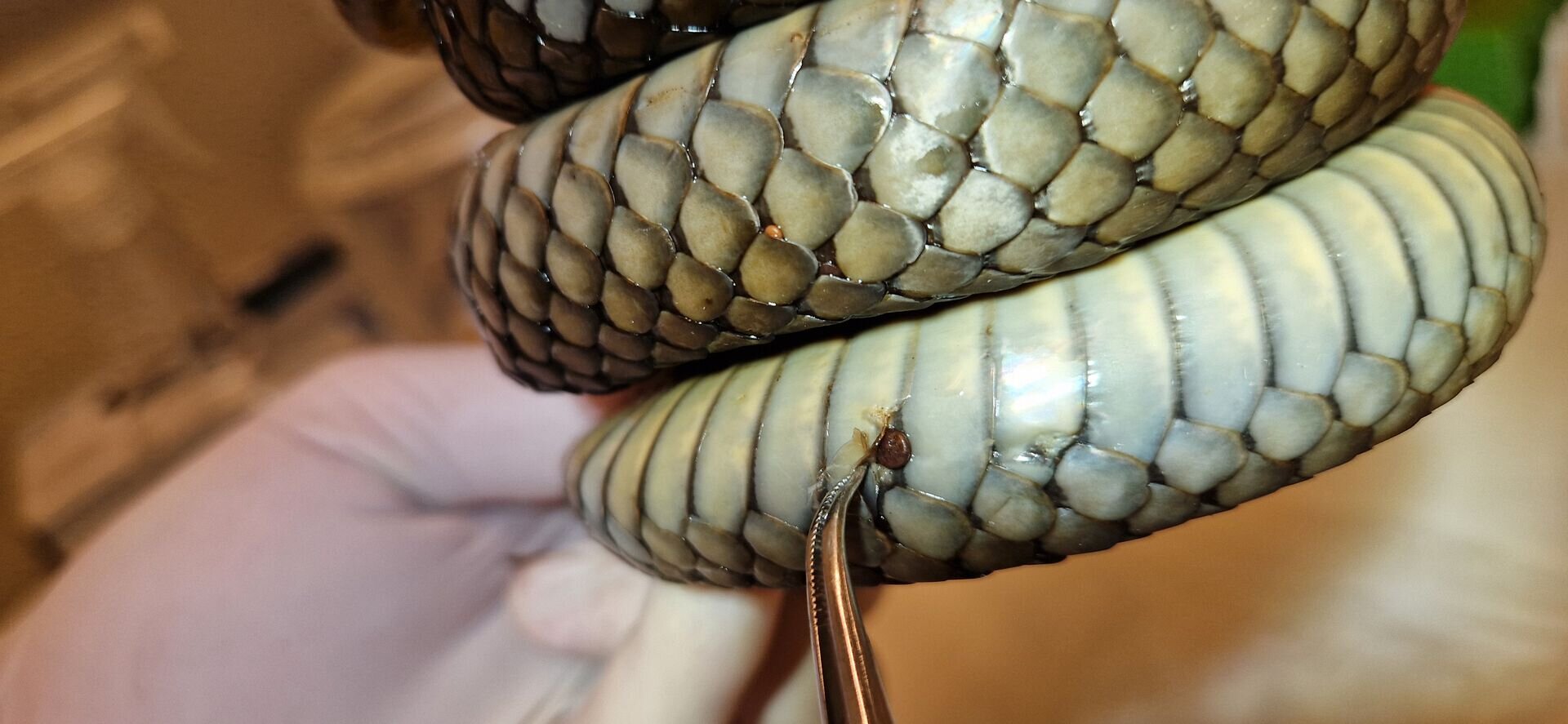 Chasse au champignon mortel pour les serpents en Norvège et en Suède 4 Chasse au champignon mortel pour les serpents en Norvège et en Suède - 3