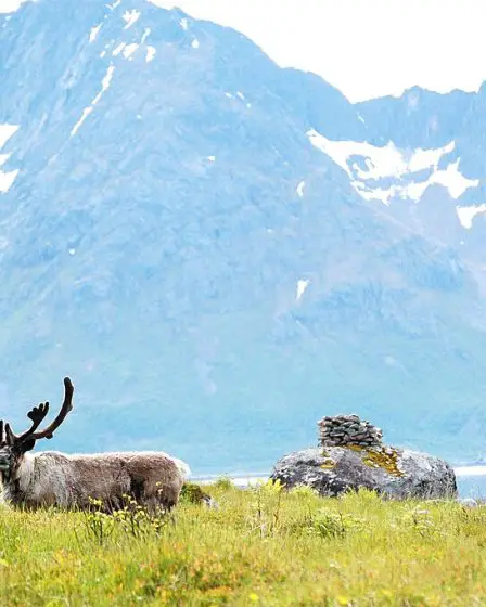 En Norvège, les objectifs climatiques se heurtent aux droits des éleveurs autochtones - L'état de la planète 33 En Norvège, les objectifs climatiques se heurtent aux droits des éleveurs autochtones - L'état de la planète - 32