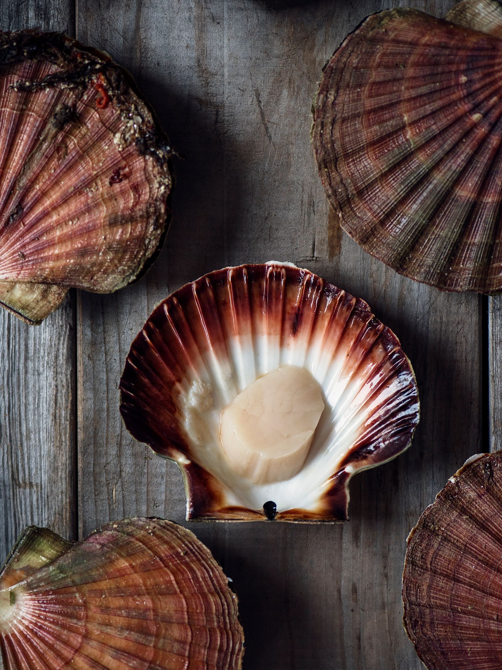 Récolter et déguster les paysages sauvages de Norvège en naviguant le long de la côte 15 L'image peut contenir Animal Clam Food Invertebrate Sea Life Seafood and Seashell