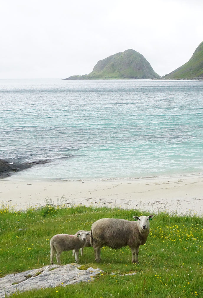 Norvège : C'est un cri 44 Moutons au bord d'un fjord dans la campagne norvégienne