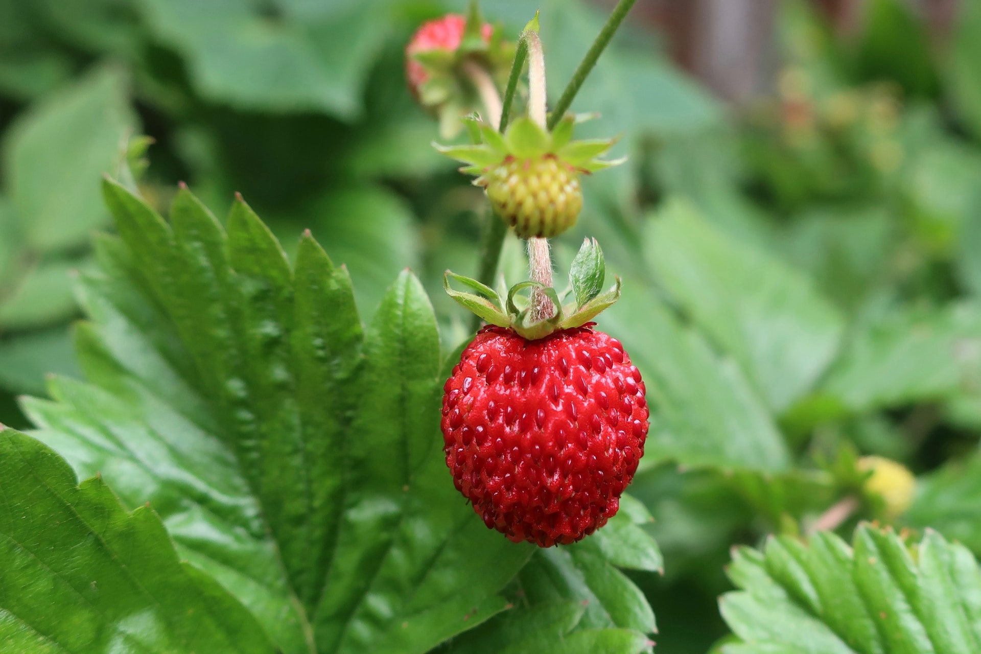 Cinq baies et fleurs à rechercher en Norvège cet été 11 La photo représente des fraises des bois.