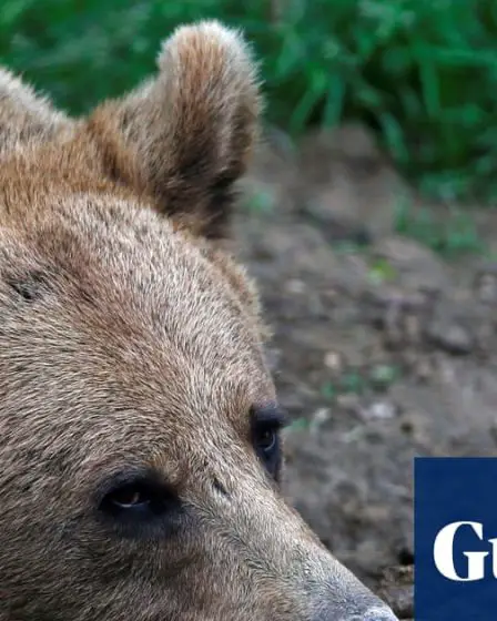 L'ours qui a mordu un homme en Norvège est en liberté après une chasse au cours de laquelle le mauvais animal a été abattu | Norvège 6 L'ours qui a mordu un homme en Norvège est en liberté après une chasse au cours de laquelle le mauvais animal a été abattu | Norvège - 5