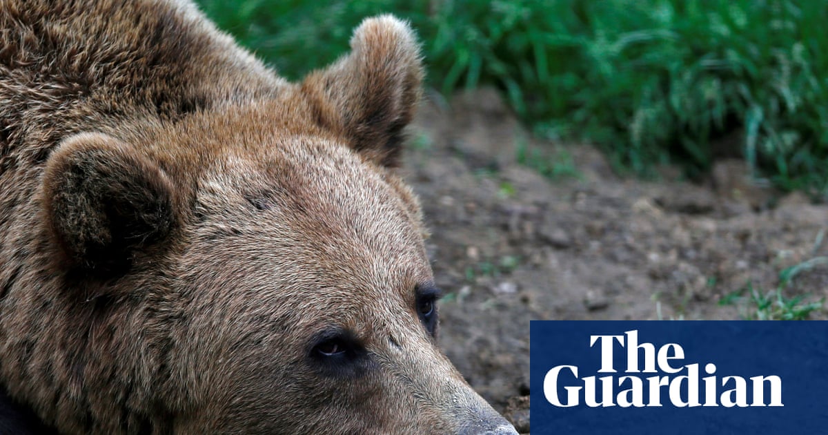 L'ours qui a mordu un homme en Norvège est en liberté après une chasse au cours de laquelle le mauvais animal a été abattu | Norvège 4 L'ours qui a mordu un homme en Norvège est en liberté après une chasse au cours de laquelle le mauvais animal a été abattu | Norvège - 3