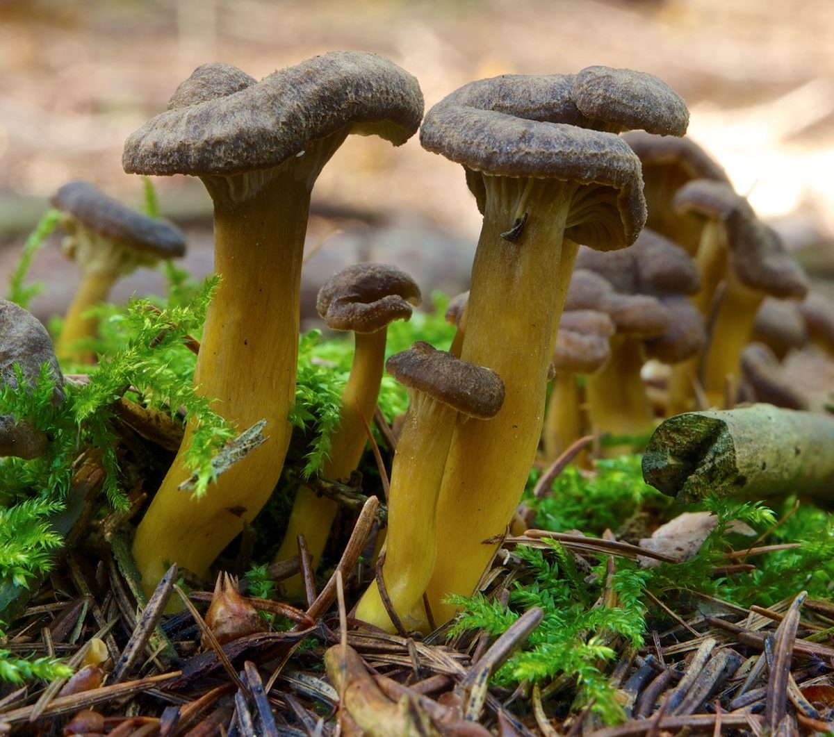 Tout ce qu'il faut savoir sur la cueillette des champignons en Norvège 20 Tout ce qu'il faut savoir sur la cueillette des champignons en Norvège - 19