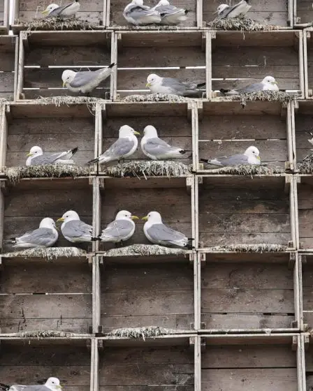 Les oiseaux de mer de Norvège en danger face au changement climatique, aux prédateurs et à la grippe aviaire 18 Les oiseaux de mer de Norvège en danger face au changement climatique, aux prédateurs et à la grippe aviaire - 17