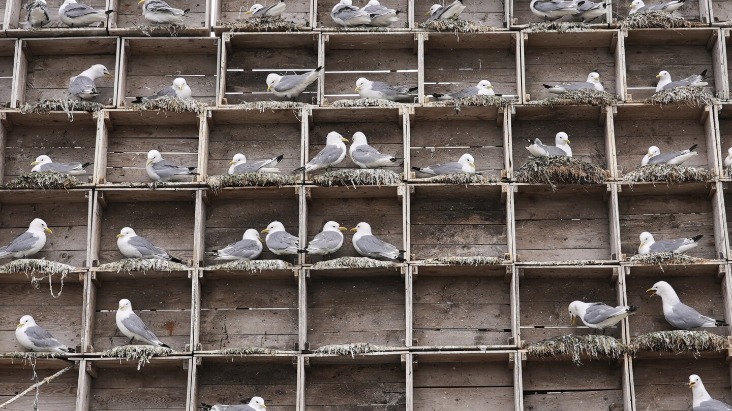 Les oiseaux de mer de Norvège en danger face au changement climatique, aux prédateurs et à la grippe aviaire 4 Les oiseaux de mer de Norvège en danger face au changement climatique, aux prédateurs et à la grippe aviaire - 3