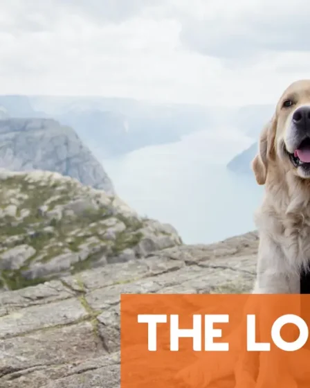 Tout ce qu'il faut savoir sur la possession d'un chien en Norvège 5 Tout ce qu'il faut savoir sur la possession d'un chien en Norvège - 4