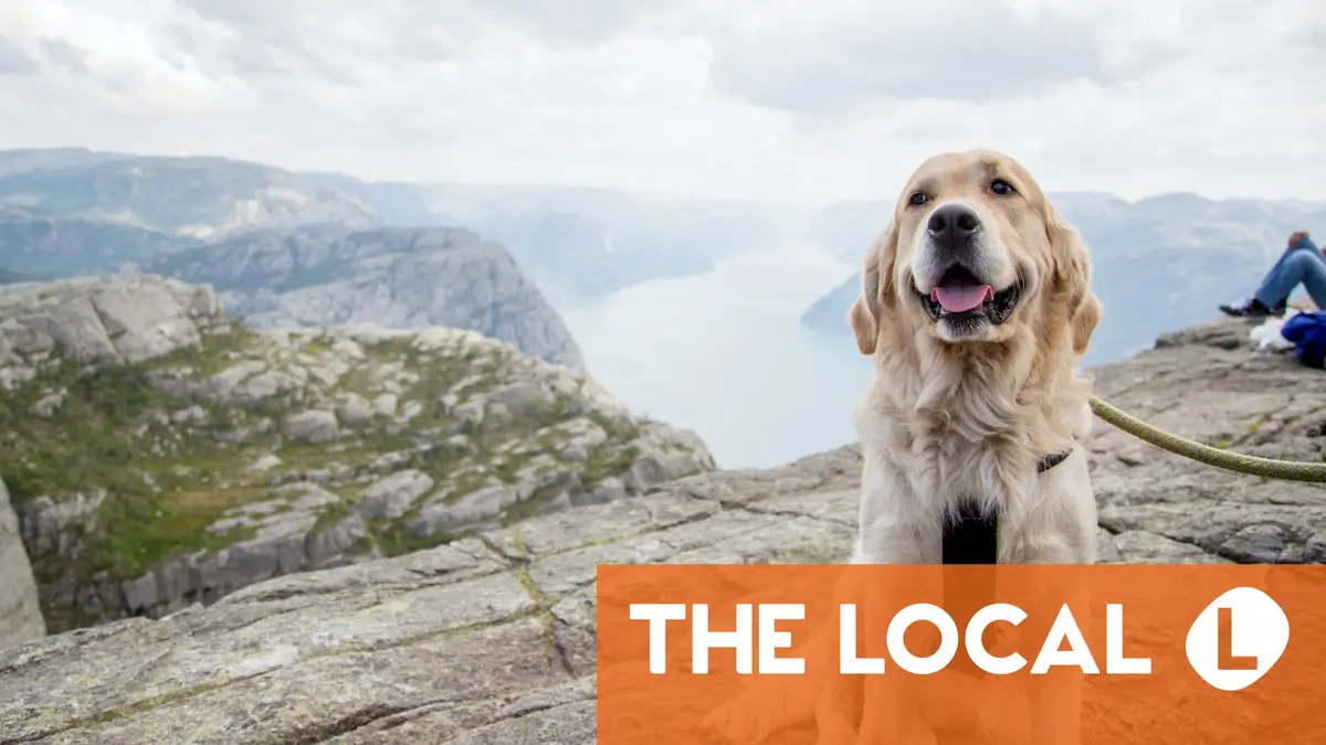 Tout ce qu'il faut savoir sur la possession d'un chien en Norvège 4 Tout ce qu'il faut savoir sur la possession d'un chien en Norvège - 3