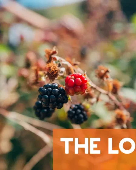 Cinq baies et fleurs à rechercher en Norvège cet été 2 Cinq baies et fleurs à rechercher en Norvège cet été - 1