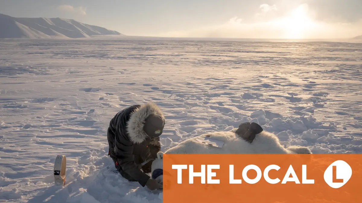 Rencontre avec un ours polaire dans le Svalbard arctique 4 Rencontre avec un ours polaire dans le Svalbard arctique - 3