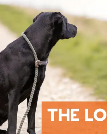 Les propriétaires de chiens en Norvège se voient rappeler les lois sur les laisses pour l'été 2 Les propriétaires de chiens en Norvège se voient rappeler les lois sur les laisses pour l'été - 1