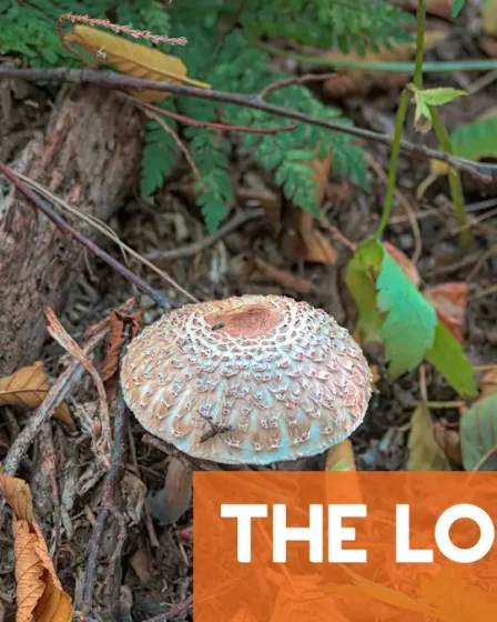 Les autorités sanitaires norvégiennes lancent un avertissement aux ramasseurs de champignons 2 Les autorités sanitaires norvégiennes lancent un avertissement aux ramasseurs de champignons - 1