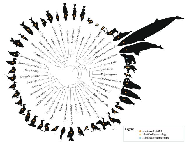 Des ossements découverts dans une grotte norvégienne révèlent le destin glaçant des animaux de l'ère glaciaire : ScienceAlert 7 Dendrogramme présentant la faune identifiée à partir de l'assemblage d'os récupérés dans la grotte d'Arne Qvam : oiseaux, poissons, baleines, marsouins, lièvres, rennes, ours polaires, morses, phoques, etc.