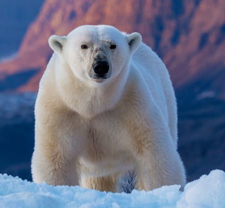 Des ossements découverts dans une grotte norvégienne révèlent le destin glaçant des animaux de l'ère glaciaire : ScienceAlert 2 Des ossements découverts dans une grotte norvégienne révèlent le destin glaçant des animaux de l'ère glaciaire : ScienceAlert - 1
