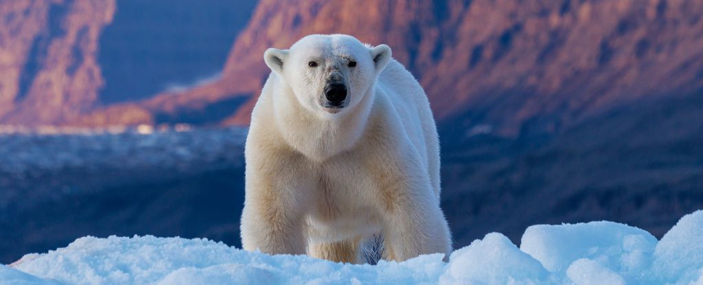 Des ossements découverts dans une grotte norvégienne révèlent le destin glaçant des animaux de l'ère glaciaire : ScienceAlert 6 Des ossements découverts dans une grotte norvégienne révèlent le destin glaçant des animaux de l'ère glaciaire : ScienceAlert - 5