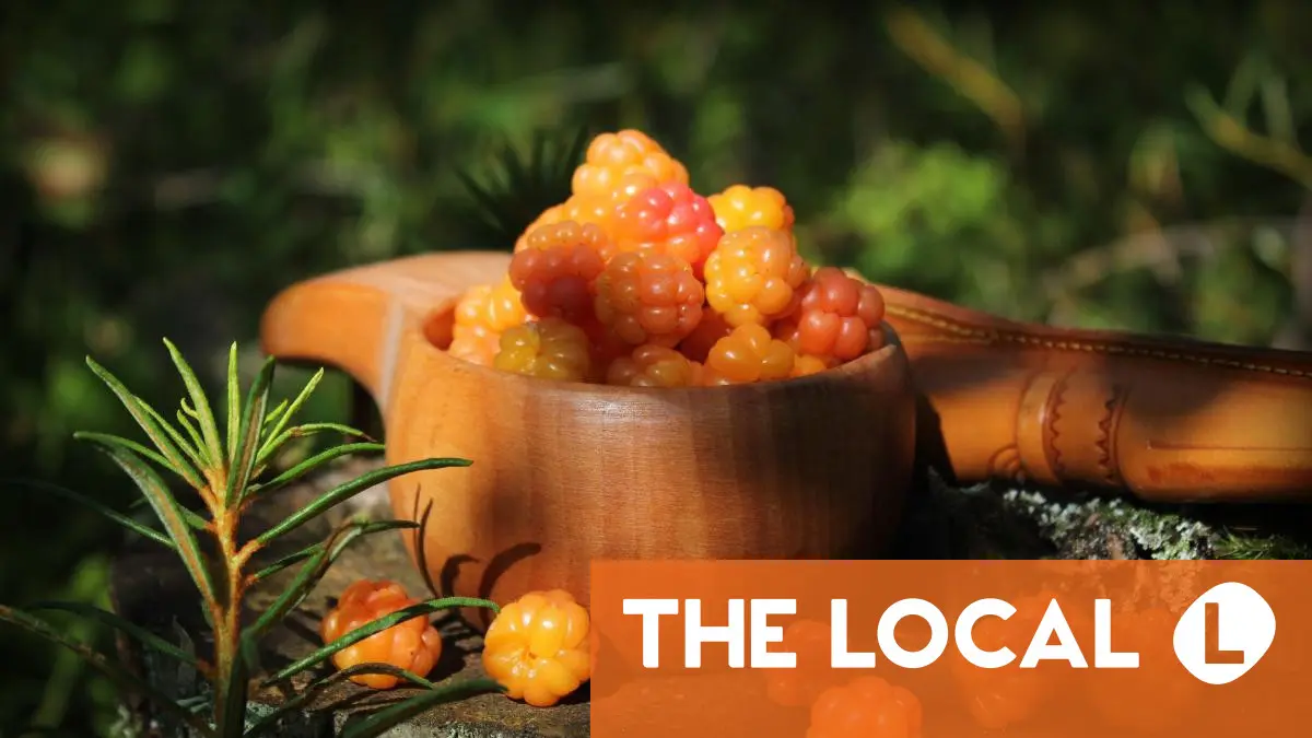 Cinq infractions passibles d'une amende dans les grands espaces norvégiens 4 Cinq infractions passibles d'une amende dans les grands espaces norvégiens - 3