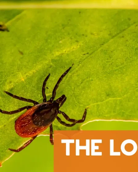 Dois-je me faire vacciner contre le danger des tiques en Norvège ? 28 Dois-je me faire vacciner contre le danger des tiques en Norvège ? - 27