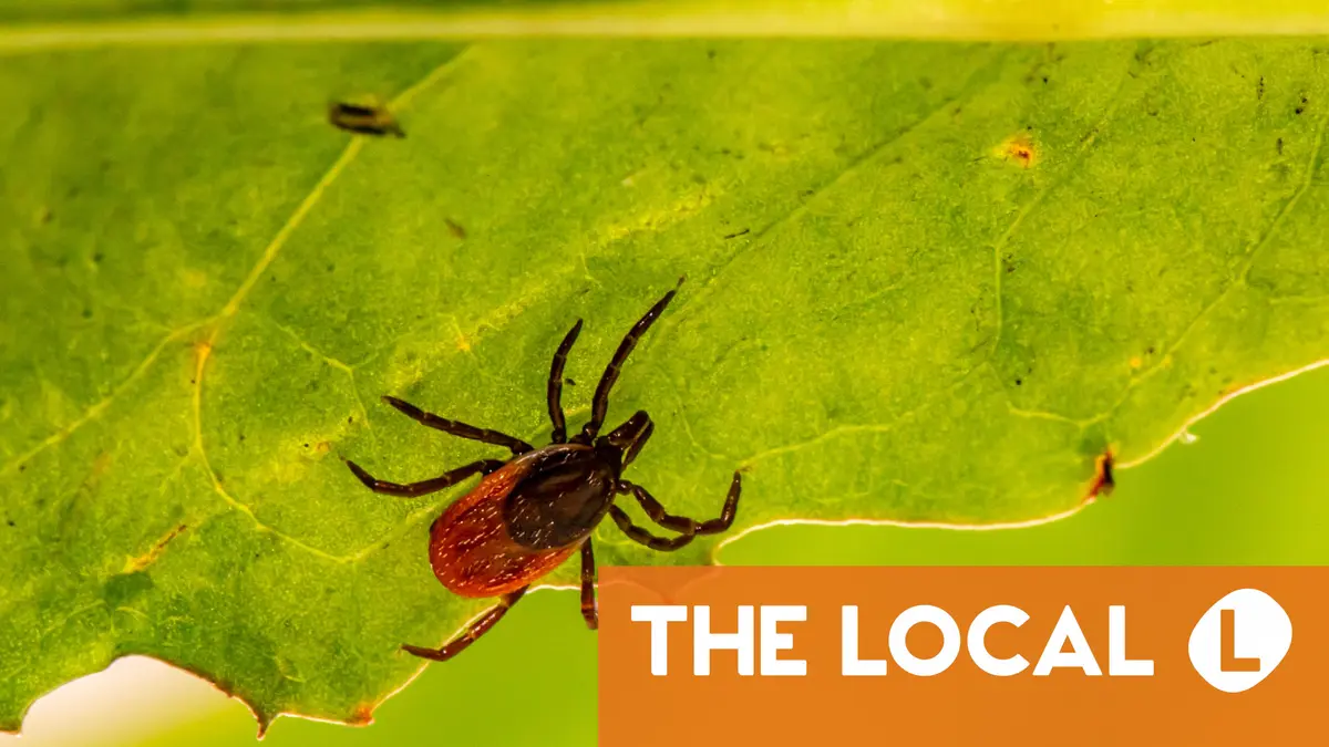 Dois-je me faire vacciner contre le danger des tiques en Norvège ? 4 Dois-je me faire vacciner contre le danger des tiques en Norvège ? - 3