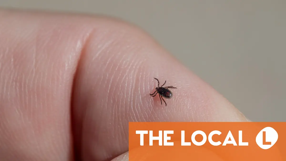 Les dangers des tiques en Norvège et comment s'en protéger 4 Les dangers des tiques en Norvège et comment s'en protéger - 3