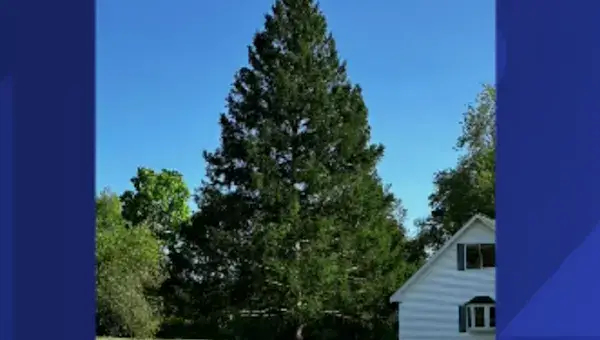 Le sapin du Rockefeller Center est un épicéa de Norvège provenant de la région de la capitale de l'État de New York. 4 Le sapin du Rockefeller Center est un épicéa de Norvège provenant de la région de la capitale de l'État de New York. - 3