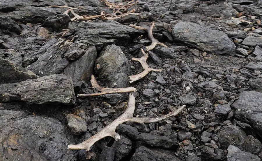 Découverte en Norvège d'un piège à rennes vieux de 1 500 ans 13 Bois de cerf au piège de chasse de Vestland