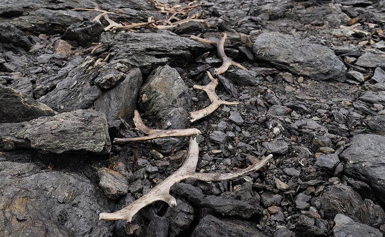 Un système de chasse au renne vieux de 1 500 ans émerge de la fonte des glaces en Norvège 9 Un système de chasse au renne vieux de 1 500 ans émerge de la fonte des glaces en Norvège