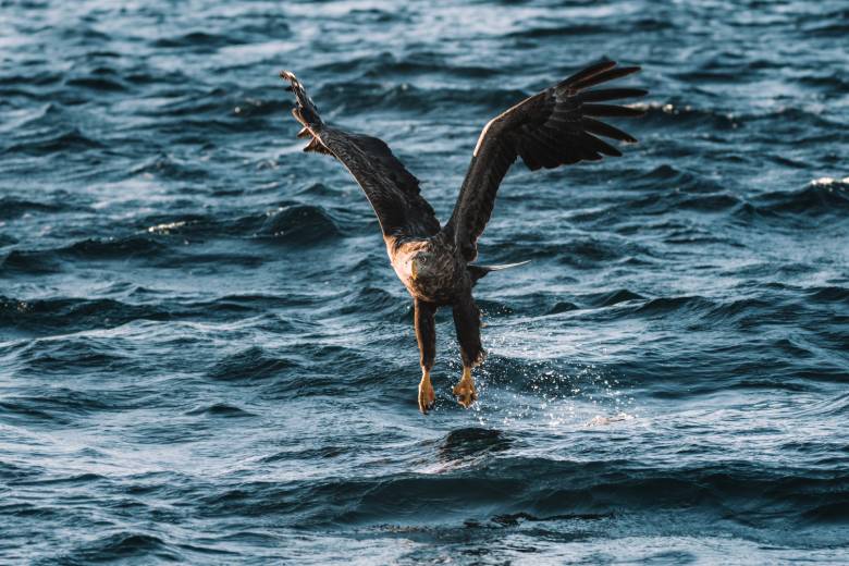 Les cinq meilleures choses à faire sur les îles Lofoten en Norvège 14 Aigle de mer